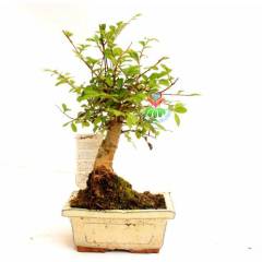 Zelkova Bonsai, Sıradışı Formlu Kalın Gövdeli Minyatür Ağaç-15 cm Mini Boy,Nette En Uygun Fiyat