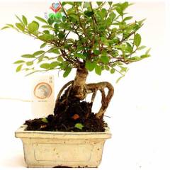 Zelkova Bonsai, Sıradışı Formlu Kalın Gövdeli Minyatür Ağaç-15 cm Mini Boy,Nette En Uygun Fiyat