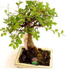 Zelkova Bonsai, Sıradışı Formlu Kalın Gövdeli Minyatür Ağaç-15 cm Mini Boy,Nette En Uygun Fiyat