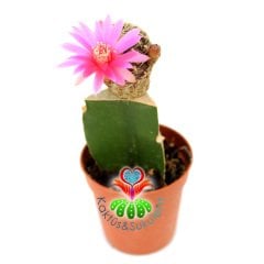 Nadir Kaktüs, Sulcorebutia Breviflora L 314 -Pembe Renk-5,5cm Saksıda