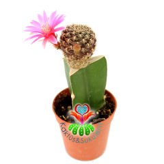 Nadir Kaktüs, Sulcorebutia Breviflora L 314 -Pembe Renk-5,5cm Saksıda