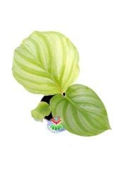 Mini Calathea Orbifolia-Çizgili Yapraklı -Dua Çiçeği- 6 cm Saksıda Nadir Tür
