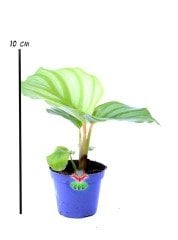 Mini Calathea Orbifolia-Çizgili Yapraklı -Dua Çiçeği- 6 cm Saksıda Nadir Tür