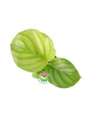 Mini Calathea Orbifolia-Çizgili Yapraklı -Dua Çiçeği- 6 cm Saksıda Nadir Tür