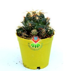 Coryphantha Elephantidens-5,5cm Saksıda-İthal