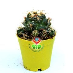 Coryphantha Elephantidens-5,5cm Saksıda-İthal