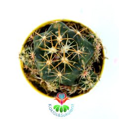 Coryphantha Elephantidens-5,5cm Saksıda-İthal