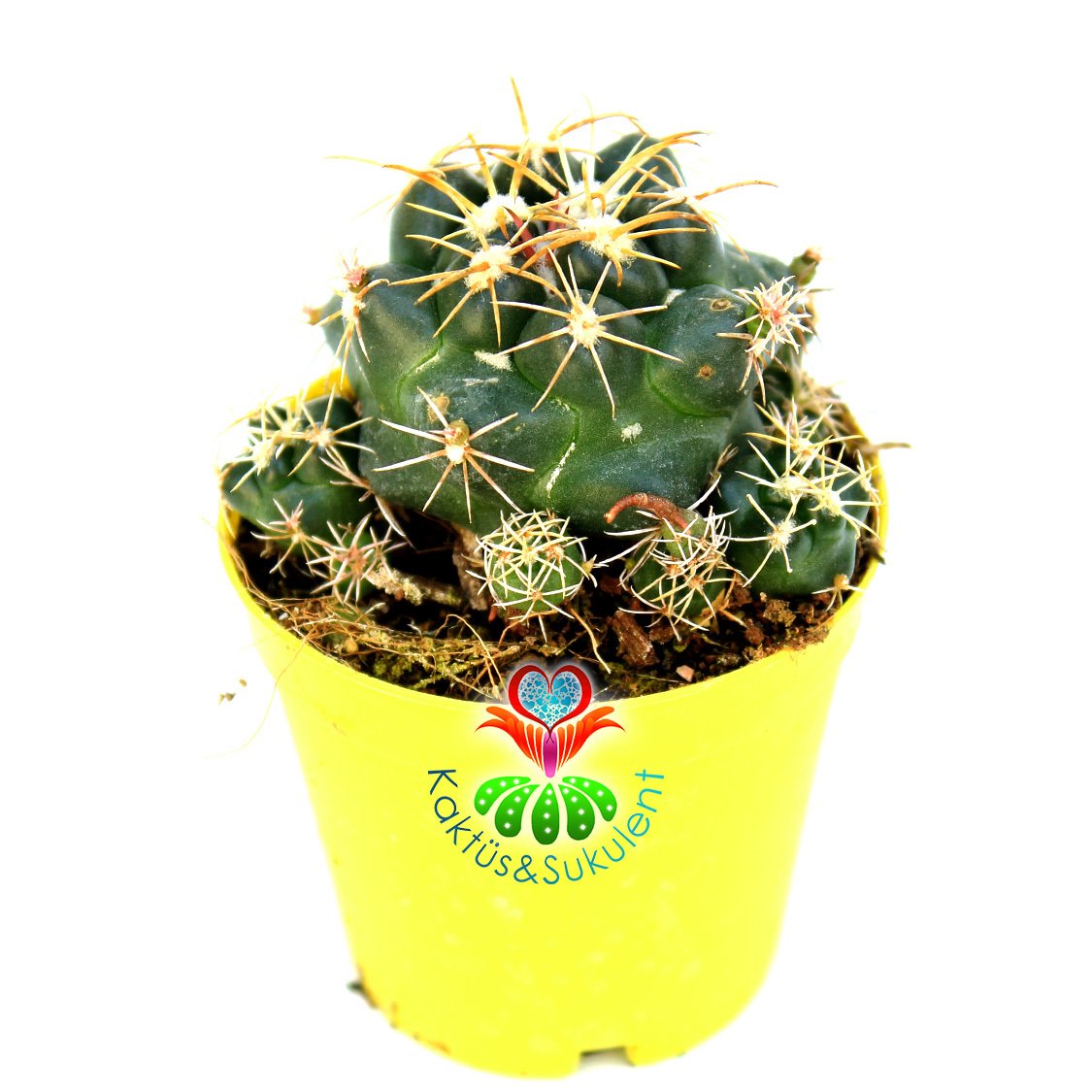 Coryphantha Elephantidens-5,5cm Saksıda-İthal