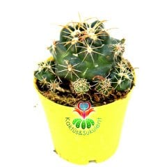 Coryphantha Elephantidens-5,5cm Saksıda-İthal
