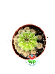 Kaynana Topuzu Sarımsı Renk Kaktüs-Echinopsis Oxygona 8,5 cm Saksıda