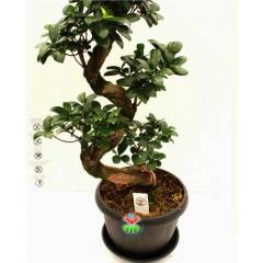 Dev Bonsai, Ficus Microcarpa Ginseng, 80 cm Boyda, Kıvrımlı Şekilli Gövdeli Canlı Bitki, Bonsai