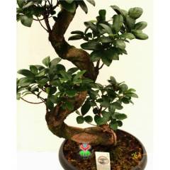 Dev Bonsai, Ficus Microcarpa Ginseng, 80 cm Boyda, Kıvrımlı Şekilli Gövdeli Canlı Bitki, Bonsai