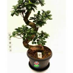 Dev Bonsai, Ficus Microcarpa Ginseng, 100 cm Boyda, Kıvrımlı Şekilli Gövdeli Canlı Bitki, Bonsai