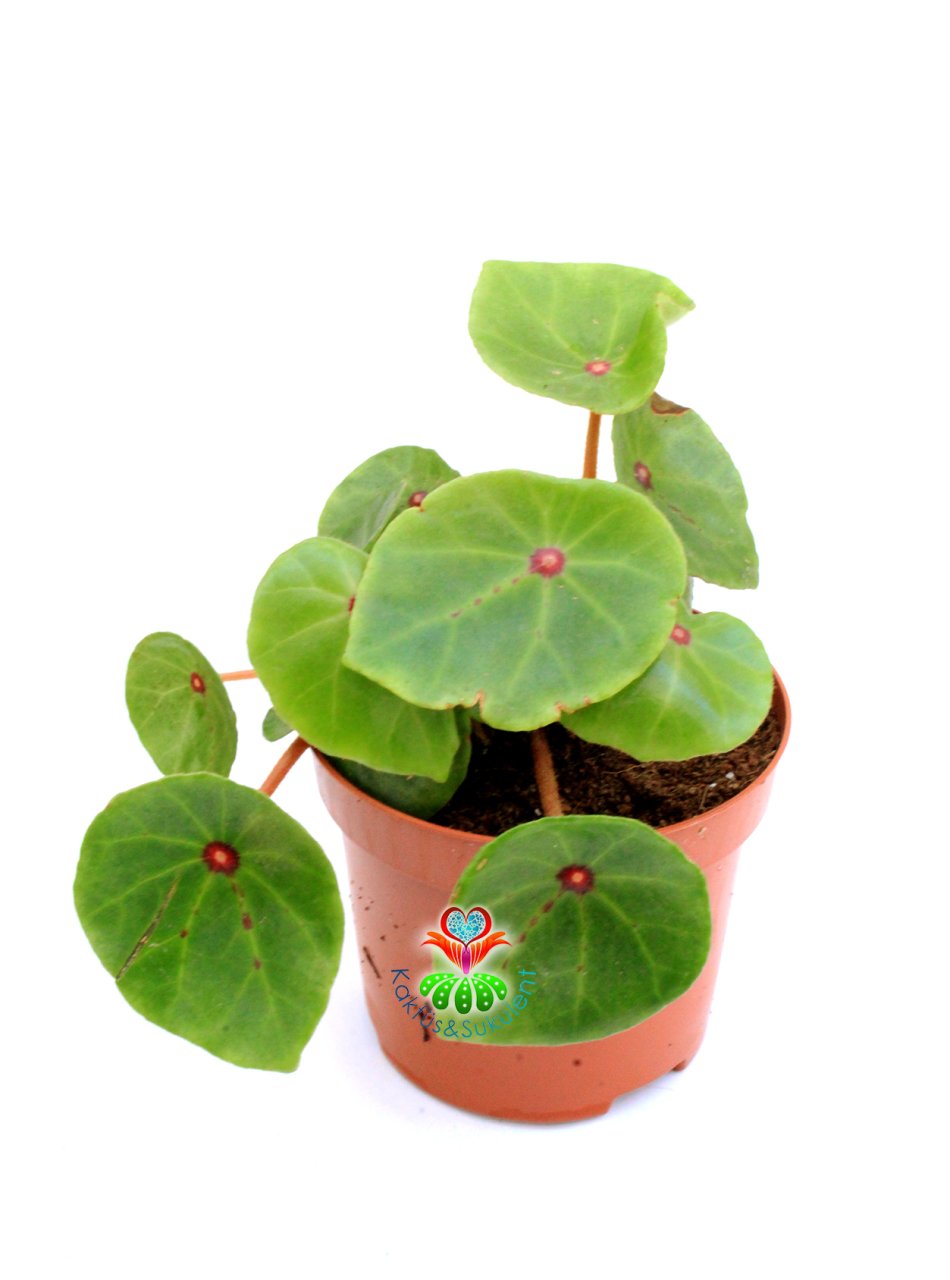 Begonya Conchifolia Red Ruby 8,5 cm Saksılı Nadir Tür