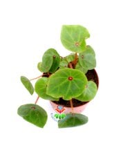 Begonya Conchifolia Red Ruby 8,5 cm Saksılı Nadir Tür