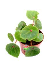 Begonya Conchifolia Red Ruby 8,5 cm Saksılı Nadir Tür