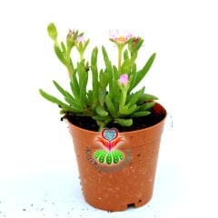 Sukulent,Delosperma Cooperi-3 Farklı Çiçek Rengi Seçeneği-5,5cm Saksıda