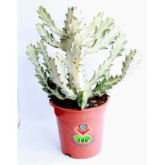 Hayalet Kaktüs, Euphorbia Lactea Variegata 20+ cm Uzunluk-17 cm Saksılı Çok Nadir Tür Beyaz Kaktüs