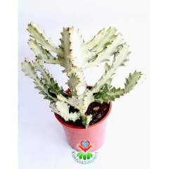 Hayalet Kaktüs, Euphorbia Lactea Variegata 20+ cm Uzunluk-17 cm Saksılı Çok Nadir Tür Beyaz Kaktüs