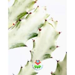 Hayalet Kaktüs, Euphorbia Lactea Variegata 20+ cm Uzunluk-17 cm Saksılı Çok Nadir Tür Beyaz Kaktüs
