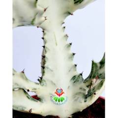 Hayalet Kaktüs, Euphorbia Lactea Variegata 20+ cm Uzunluk-17 cm Saksılı Çok Nadir Tür Beyaz Kaktüs