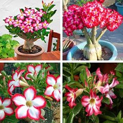 Adenium Obesum-Çöl Gülü- 6 cm saksıda Pembe Çiçek Açar