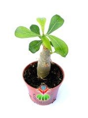 Adenium Obesum-Çöl Gülü- 6 cm saksıda Pembe Çiçek Açar