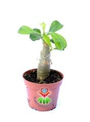 Adenium Obesum-Çöl Gülü- 6 cm saksıda Pembe Çiçek Açar