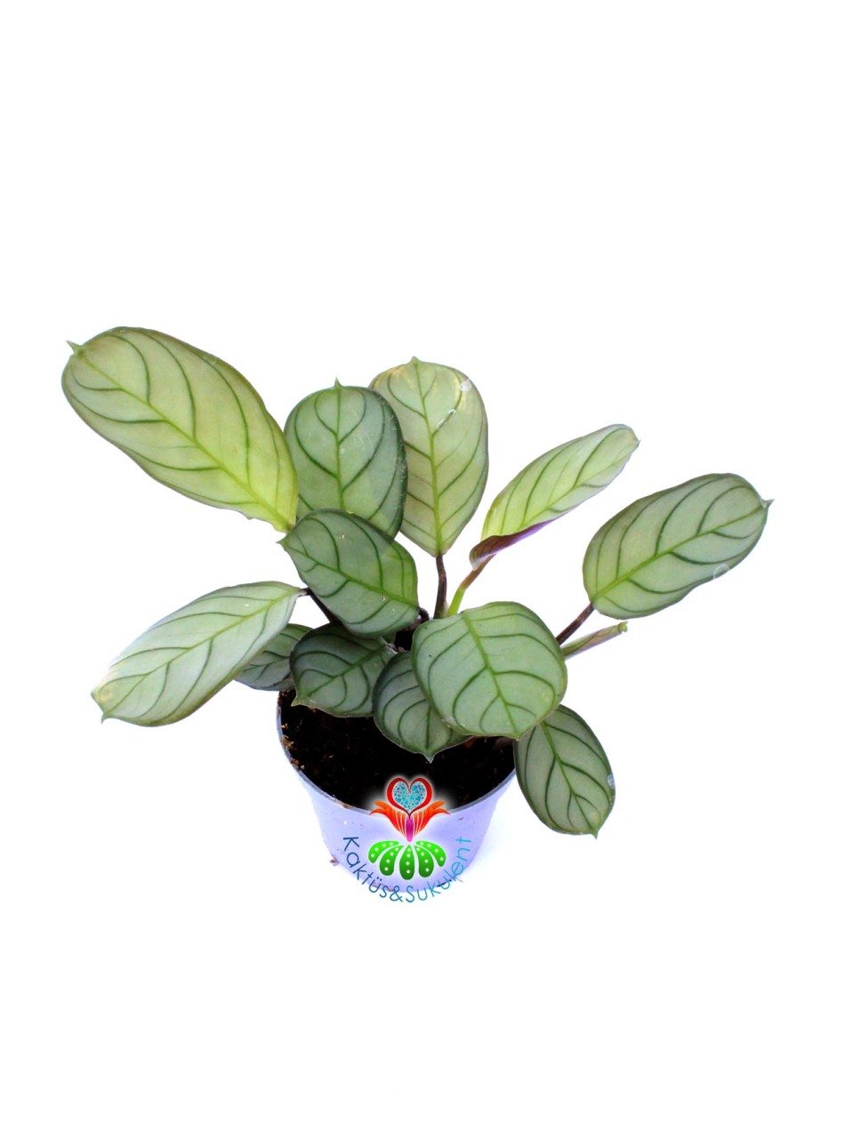 Calathea Burle Marxii Amagris-Çizgili Yapraklı -Dua Çiçeği- 8 cm Saksıda Nadir Tür