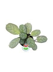 Calathea Burle Marxii Amagris-Çizgili Yapraklı -Dua Çiçeği- 8 cm Saksıda Nadir Tür