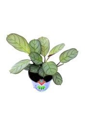 Calathea Burle Marxii Amagris-Çizgili Yapraklı -Dua Çiçeği- 8 cm Saksıda Nadir Tür
