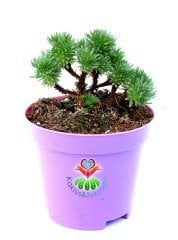 Sedum Multiceps Nadir Tür Sukulent 8,5 cm Saksılı Bonsai Bitki