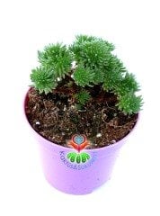 Sedum Multiceps Nadir Tür Sukulent 8,5 cm Saksılı Bonsai Bitki