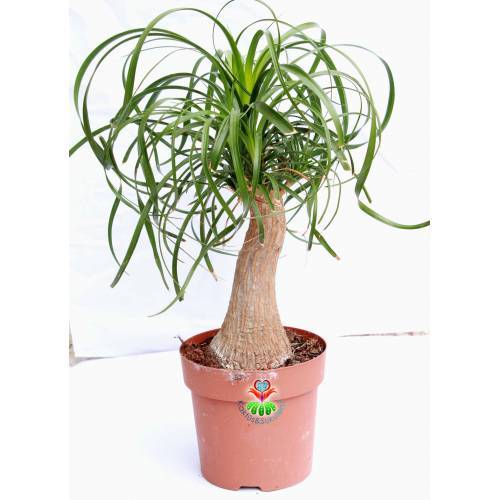Sukulent, Beaucarnea Recurvata Fil Ayağı Bitkisi - Büyük Boy-Caudex Odunsu Gövde -12 cm saksılı 25+ cm Boy da