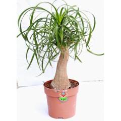 Sukulent, Beaucarnea Recurvata Fil Ayağı Bitkisi - Büyük Boy-Caudex Odunsu Gövde -12 cm saksılı 25+ cm Boy da