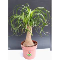 Sukulent, Beaucarnea Recurvata Fil Ayağı Bitkisi - Büyük Boy-Caudex Odunsu Gövde -12 cm saksılı 25+ cm Boy da