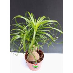 Sukulent, Beaucarnea Recurvata Fil Ayağı Bitkisi - Büyük Boy-Caudex Odunsu Gövde -12 cm saksılı 25+ cm Boy da