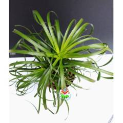 Sukulent, Beaucarnea Recurvata Fil Ayağı Bitkisi - Büyük Boy-Caudex Odunsu Gövde -12 cm saksılı 25+ cm Boy da