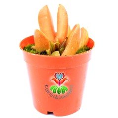 Adromischus Marianiae-Sıradışı Desenli Yapraklı Sukulent-5,5 cm Saksıda