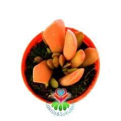 Adromischus Marianiae-Sıradışı Desenli Yapraklı Sukulent-5,5 cm Saksıda