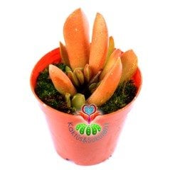 Adromischus Marianiae-Sıradışı Desenli Yapraklı Sukulent-5,5 cm Saksıda