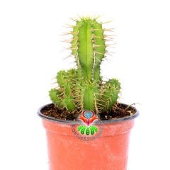 Kaktüs,Euphorbia Avasmontana-8,5cm Saksıda-Sert Dikenli