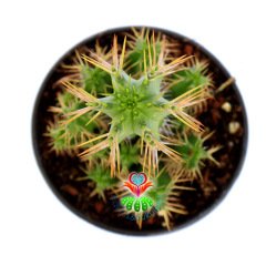 Kaktüs,Euphorbia Avasmontana-8,5cm Saksıda-Sert Dikenli