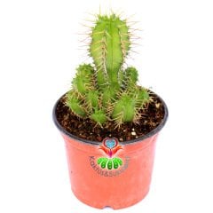 Kaktüs,Euphorbia Avasmontana-8,5cm Saksıda-Sert Dikenli