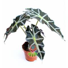 Fil Kulağı Bitkisi, Alocasia Amazonica -Muhteşem Yapraklı- 12 cm Saksıda--Sukulent