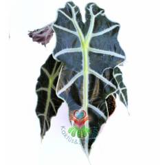 Fil Kulağı Bitkisi, Alocasia Amazonica -Muhteşem Yapraklı- 12 cm Saksıda--Sukulent