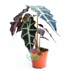 Fil Kulağı Bitkisi, Alocasia Amazonica -Muhteşem Yapraklı- 12 cm Saksıda--Sukulent