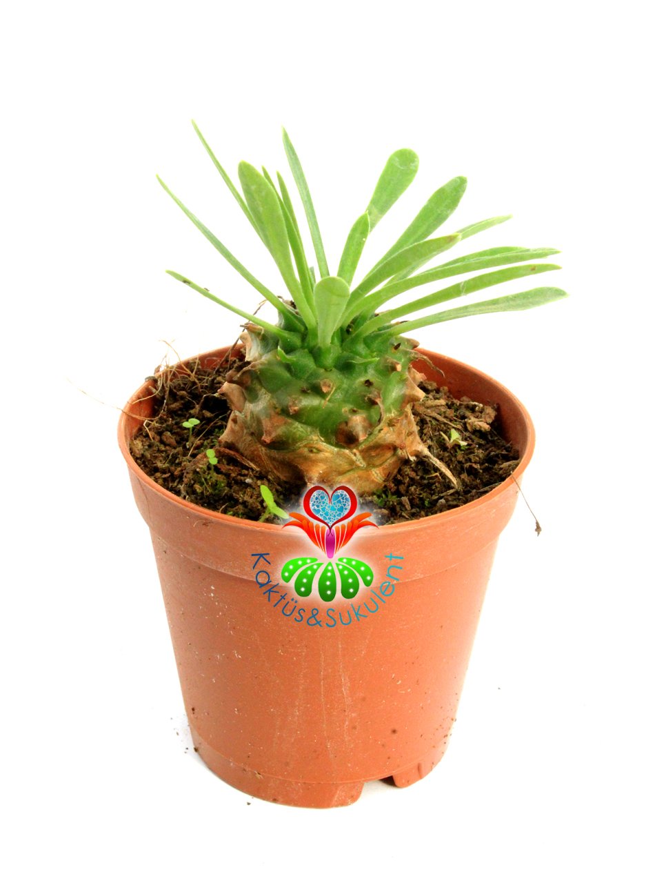 Euphorbia Bupleurifolia-Çam Kozalağı Formlu-5,5 cm Saksıda