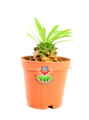 Euphorbia Bupleurifolia-Çam Kozalağı Formlu-5,5 cm Saksıda