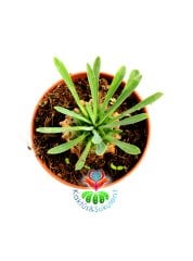 Euphorbia Bupleurifolia-Çam Kozalağı Formlu-5,5 cm Saksıda